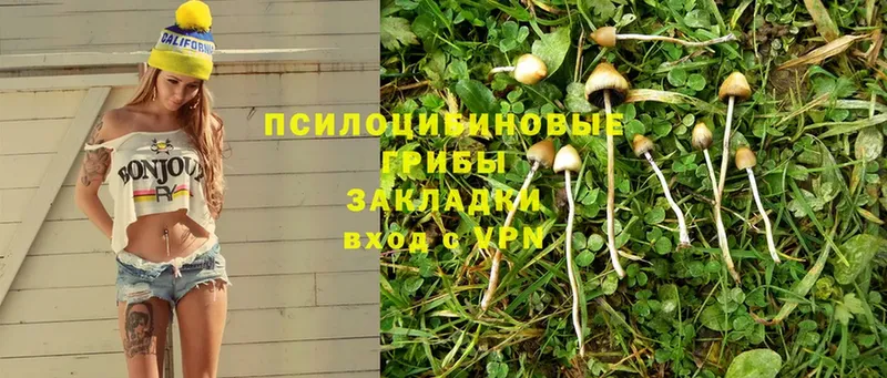 Галлюциногенные грибы Psilocybe  Алзамай 